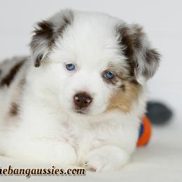 Girl 2 - Red merle female Toy Australian Shepherd puppy in Ellsinore, Missouri from Shebang Aussies