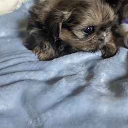 Chloe - Red female Shih Tzu puppy in Port Huron, Michigan from Shih Tzu Cottage