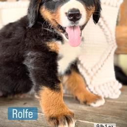 Bernese Mountain Dog Puppies from Timeless Cottage Homestead Bernese