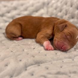 Alex - Red  male Goldendoodle puppy in Rose Hill, North Carolina from Red Door Canines