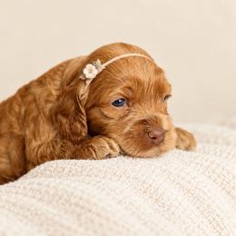 Opal - Red and white female Cockapoo puppy in Santa Barbara, California from K+C Doodles