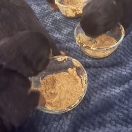 Rottweiler Puppies from Vom Allegiance Haus