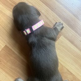 Girl 1 - Chocolate female Dachshund puppy in Stilwell, Oklahoma from Hoop's Dachshund