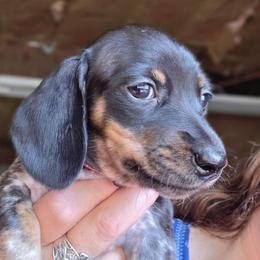 Dark pink collar, Pippie's black and tan piebald smooth girl with heavy ticking - Piebald female Dachshund puppy in Caldwell, Idaho from Dozendachs