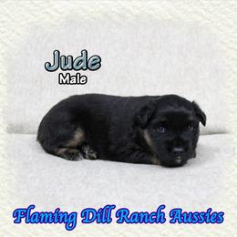 Jude - Black tri male Miniature Australian Shepherd puppy in Forestburg, Texas from Flaming Dill Ranch Aussies