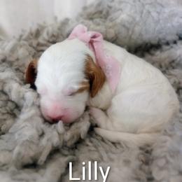 Lilly - Cream female Cockapoo puppy in Garden City, Idaho from Janet's Cockapoos