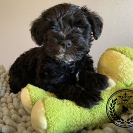 Miniature Schnauzer Puppies from Laurel Crown Schnauzers