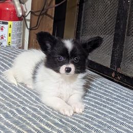 Girl 1 - White and black female Papillon puppy in Joshua, Texas from Summertime Kennels
