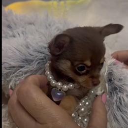 Chihuahua and Poodle Puppies from PNW PAWS