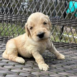 Black - Apricot male Goldendoodle puppy in Brooksville, Florida from Abby’s Standard Goldendoodles