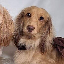 Dachshunds from Jane’s Joy Longhair Dachshunds
