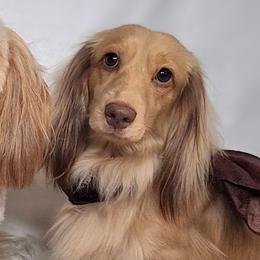 Dachshunds from Jane’s Joy Longhair Dachshunds