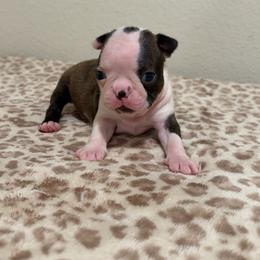 Small male with dot - Black brindle and white male Boston Terrier puppy in Madera Acres, California from Muggin Bostons Terriers and Mini Dachshund