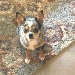 Chihuahua puppies from Guys Cajun Paws