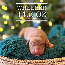 Wheeler - Yellow male Labrador Retriever puppy in Puyallup, Washington from 12 Door Farm Labradors