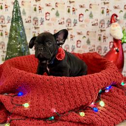 Boy 1 - Black male French Bulldog puppy in Shields, Michigan from Michigan Frenchies