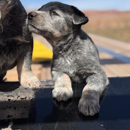 Australian Cattle Dog Puppies from West Valley Heelers