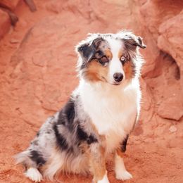 Kimber - Miniature Australian Shepherd