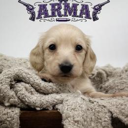 Arma - Cream female Dachshund puppy in Wylie, Texas from Lawson's Kennel