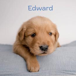Edward - Dark golden male Golden Retriever puppy in Buhl, Idaho from Atkinson's Goldens