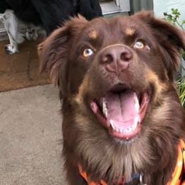 Australian Shepherds from SoMa's Legacy Aussies