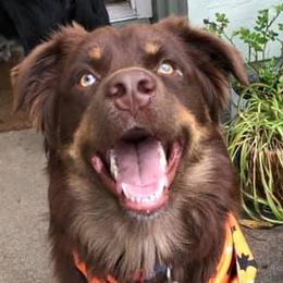 Australian Shepherds from SoMa's Legacy Aussies
