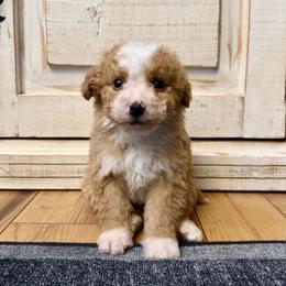 Red and White Bicolor - Red male Bernedoodle puppy in Brooksville, Florida from Kruger Doodles