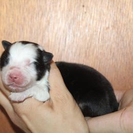 Boy 3 - Black tri-color male Australian Shepherd puppy in Colfax, California from Haulin Aussies