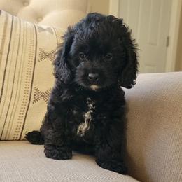 Willow - Black female Cockapoo puppy in Mayville, Michigan from Kathy Maize