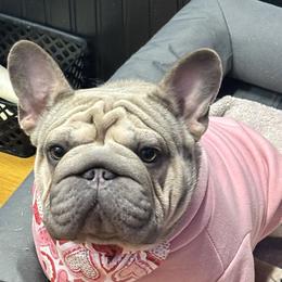 French Bulldogs and Pomeranians from J&T French Bulldog & Pomeranian Palacio