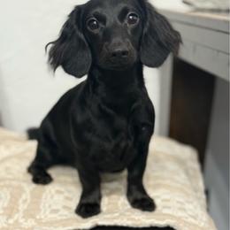 Poppy - Dachshund
