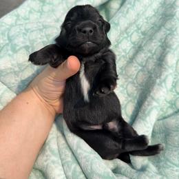 Red collar - Brindle male Dachshund puppy in Onalaska, Washington from FairyTail Dachshunds