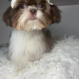 Diva Dior - Chocolate and tan female Shih Tzu puppy in Coolidge, Arizona from Shih Tzu’s  ‘N’ Love