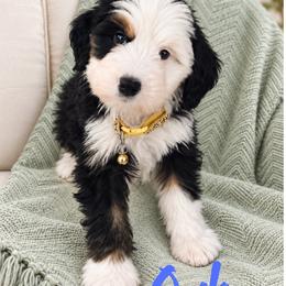 Oak - Tri-color male Bernedoodle puppy in Saratoga Springs, Utah from O’Hearon’s Amazing Puppies