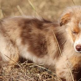 Miniature Australian Shepherds and Toy Australian Shepherds from Prickly Pear Pups