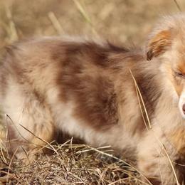 Miniature Australian Shepherds and Toy Australian Shepherds from Prickly Pear Pups