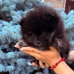 Bobo - Black and tan male Pomeranian puppy in Waterloo, Indiana from Garcias Pomeranian