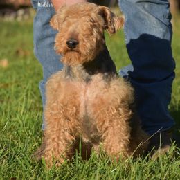 Covy - Welsh Terrier