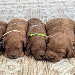 Goldendoodle puppies from Doodle Den RI