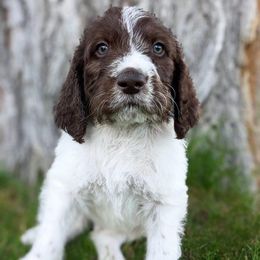 Lime- bourbaki - Sporty Mix puppy in Snowflake, Arizona from Az Mountain Doodles