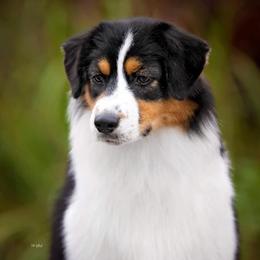 Australian Shepherd puppies from NorthBeach Aussies