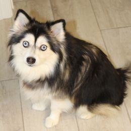 Lexi - Pomsky