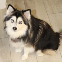 Lexi - Pomsky