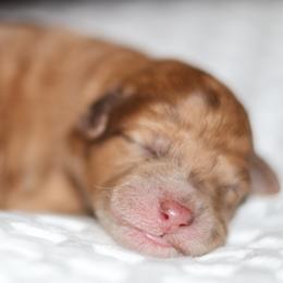 Amara - Merle female Goldendoodle puppy in Forney, Texas from Diamond Doodle Pups and Poodles