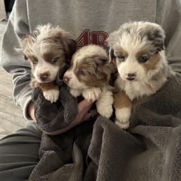 Miniature Australian Shepherd Puppies from Mid-Plains Mini Aussies