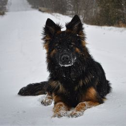 Dayki - German Shepherd