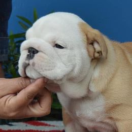 Bulldogs from De La Venturosa