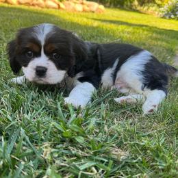 Willie - Tri-color male Cavalier King Charles Spaniel puppy in Wilton, California from Becky's Cavalier King Charles Spaniels