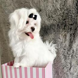 Fiona - White female Maltese puppy in Vinton, Louisiana from Dreams & Love Maltese