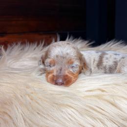 Starlette - Dapple female Dachshund puppy in Washburn, Tennessee from Clinch Mountain Dachshunds